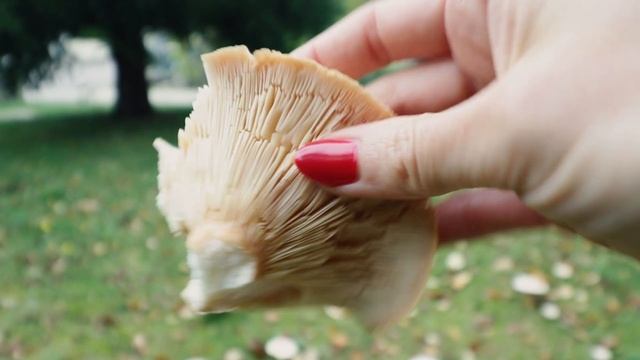 Foraging Wild Mushrooms in France смотреть онлайн