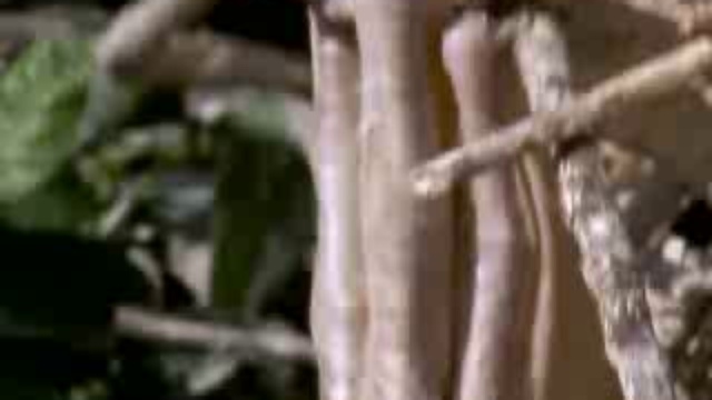 Звери хулиганят смотреть онлайн