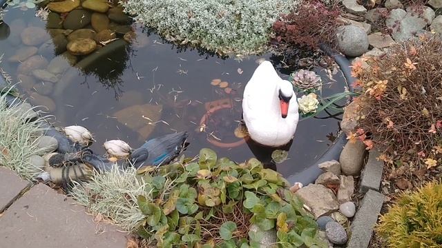 КАК СОХРАНИТЬ НИМФЕИ В ЗИМУ ? САДОВЫЙ ПРУД И УХОД ЗА НИМ ! смотреть онлайн