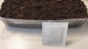 Посадка дельфиниума в кипяток