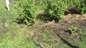 Как бороться с сорняками на малине