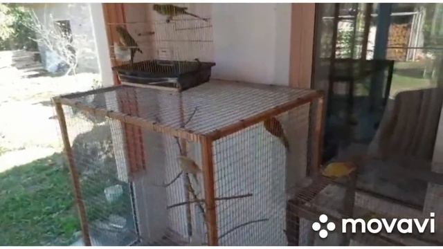 обзор домашних попугаев: неразлучники, амадины, волнистые и певчие смотреть онлайн