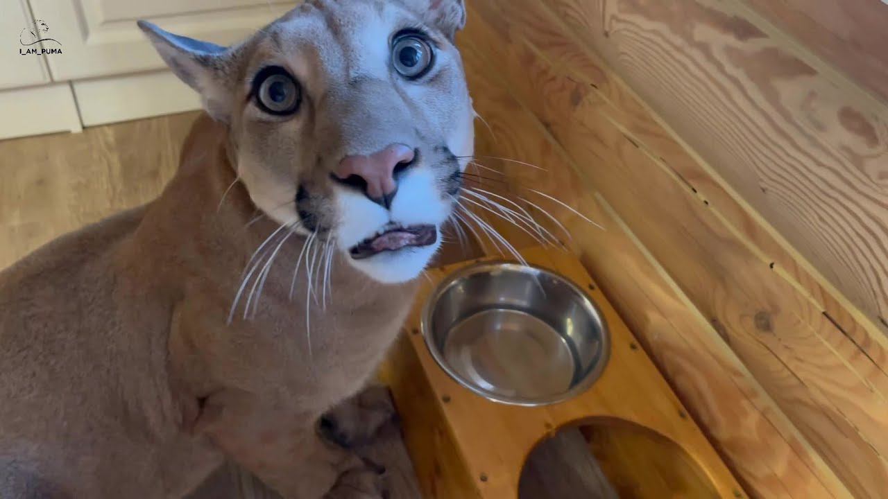 Пума Месси жалуется подписчикам!!! смотреть онлайн