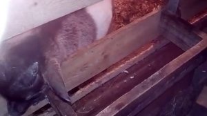 Как сделать удобную поилку для козлят, чтобы вас не измазали в молоке