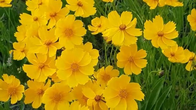 ♫ ♡ Лучшая музыкальная коллекция саксофона - Наслаждайтесь романтической музыкой? смотреть онлайн