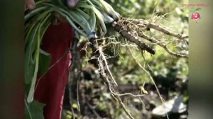 Выращивание цикория #urozhainye_gryadki