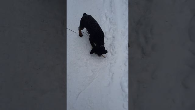 Щенок ротвейлера очень нужна палочка смотреть онлайн