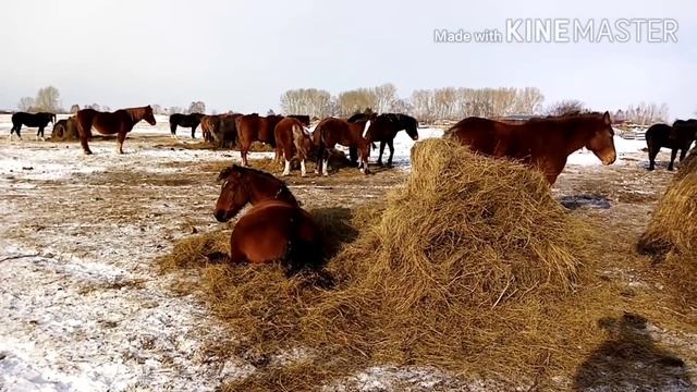 ЛОШАДИ уходят и приходят.. смотреть онлайн