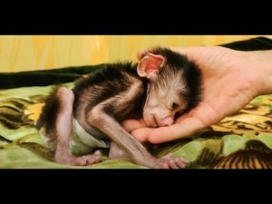 Влад укладывает ЛЮСЬКУ СПАТЬ, это надо видеть!