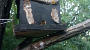 Снимаем ловушки для пчел. Закрываем сезон ловли бродячих роев.