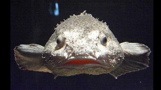 Blobsters смотреть онлайн