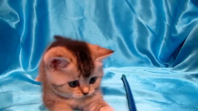 Красавица с изумрудными глазками. Вязка SFS ny 25. 89517651855 смотреть онлайн