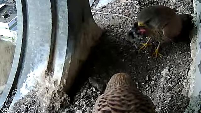 Самец таскает мышей 2.mp4 смотреть онлайн