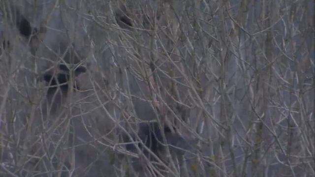 САМЫЕ УМНЫЕ ЖИВОТНЫЕ В МИРЕ / ТОП 10