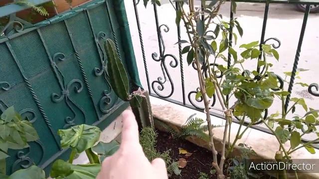 Олины Истории 🏜Влог #121🌵Я влюбилась💓Терасса папы и растения соседей🌿Я дома!Много кактусов🙀 смотреть онлайн