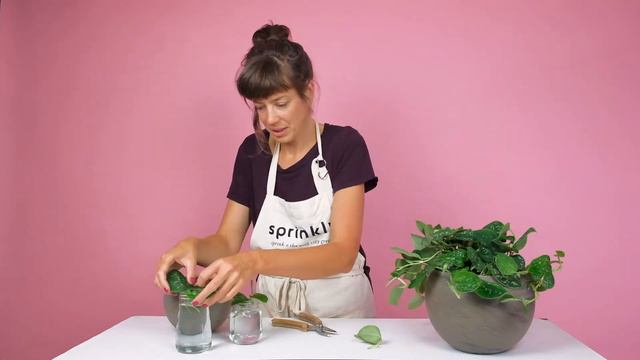 Sprinklr | Scindapsus Pictus смотреть онлайн