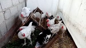 Цыплята Пушкинской породы и Австролорпа черно-пестрого.