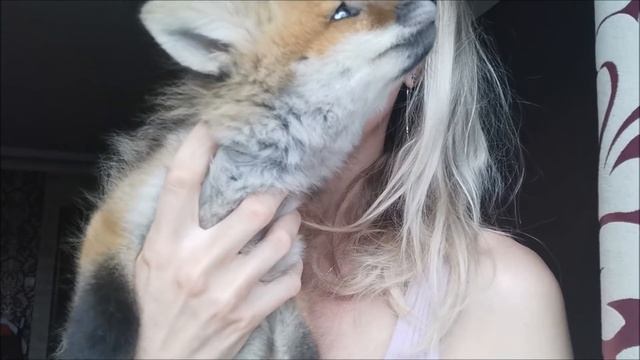 Знакомьтесь, лисичка Фокси Фокс смотреть онлайн