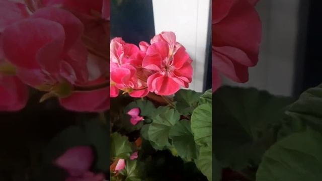 Как правильно поливать черенки пеларгонии ? смотреть онлайн