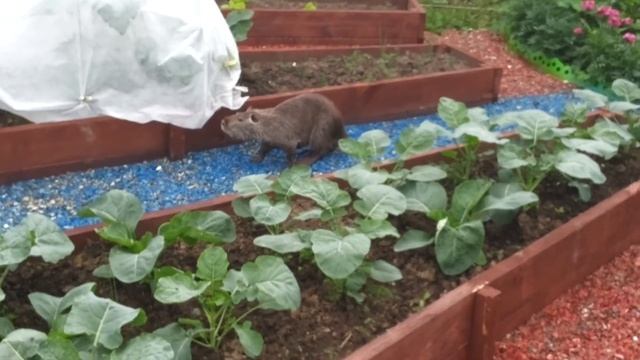 Ондатра на даче смотреть онлайн
