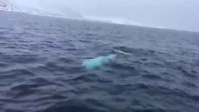 Белуха играет в мяч смотреть онлайн