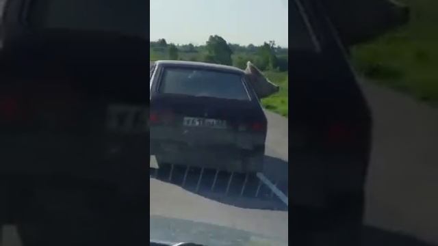 Приколы с животными такого вы ещё не видели?важный-хряк? смотреть онлайн