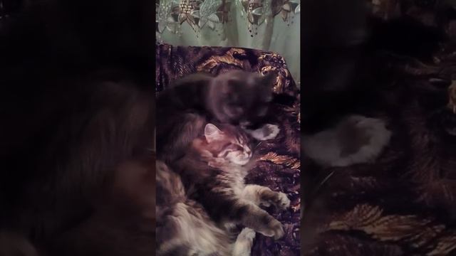Кошки как люди , любят ласку и любовь. смотреть онлайн