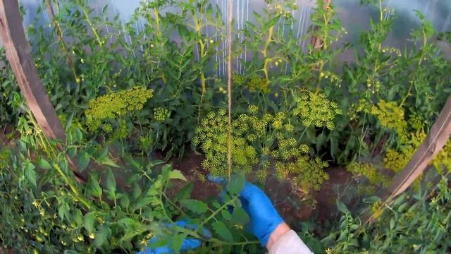 Высокорослые Помидоры Томаты Уход Формирование Удаление пасынков и нижних Листьев