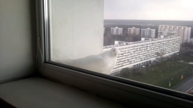 Голубь на подоконнике прячется от грозы смотреть онлайн