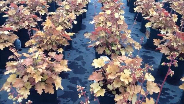 Best Perennials - Heuchera 'Ginger Ale' (Coral Bells)