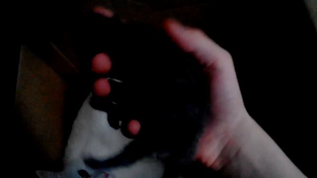 Злой котёнок смотреть онлайн
