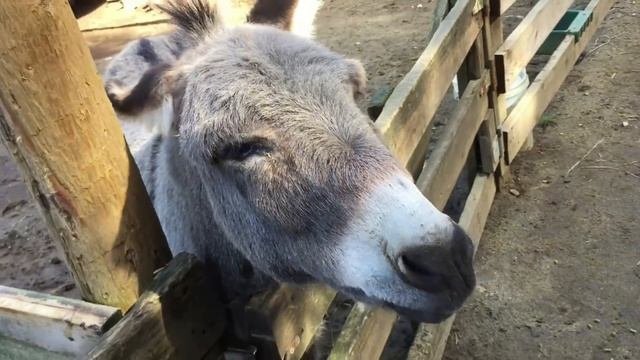 Коля на ферме с кенгуру, ламами и другими замечательными животными. Kangaroo Farm смотреть онлайн