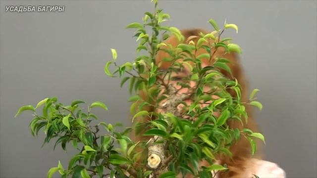 Бонсай из взрослого фикуса Бенджамина (ч.6). смотреть онлайн