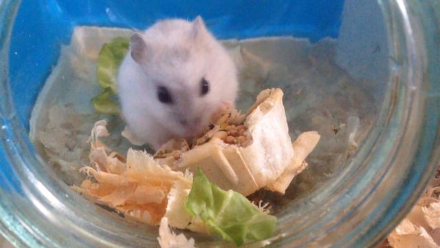 Что хомячка Фита делает в банке??? смотреть онлайн