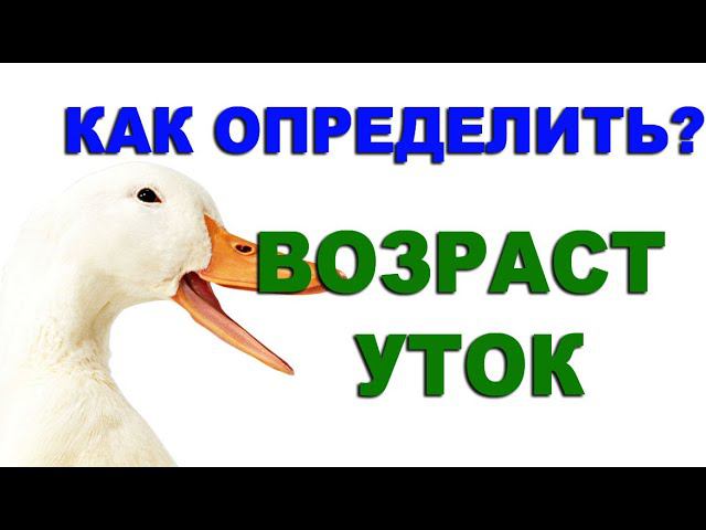 Чтобы вас не обманули, как определить возраст утят по внешним признакам? Определяем возраст по крылу смотреть онлайн