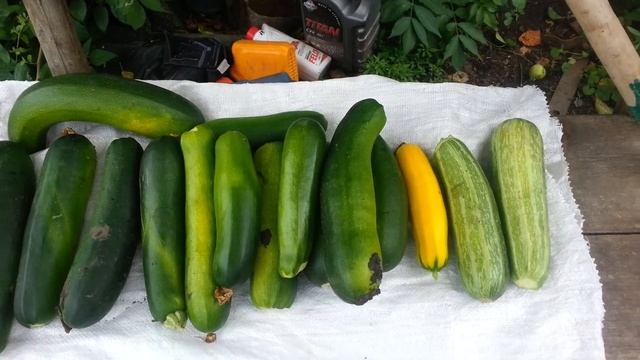 Отличный урожай кабачков смотреть онлайн
