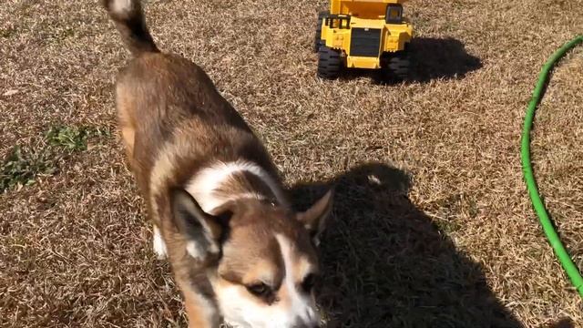 Lundehund Doing Tricks