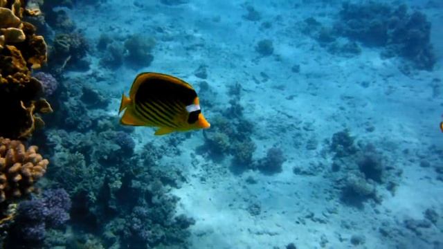 Полосатые рыбы-бабочки 2017 - часть 2 смотреть онлайн