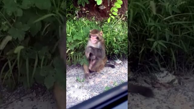 Обезьяна чилит кайфует. Уличные танцы - Грязные танцы хD смотреть онлайн