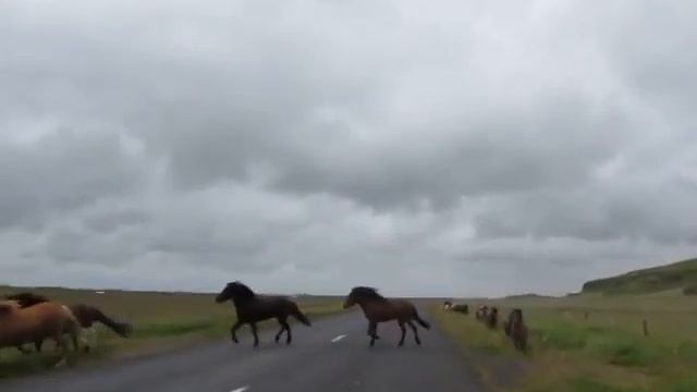 Исландские лошадки переходят дорогу. смотреть онлайн