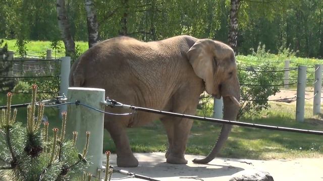 Таллинский зоопарк. Слоны 2 смотреть онлайн