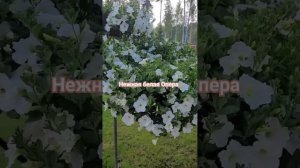 Нежная Белая петуния Опера как ☁️