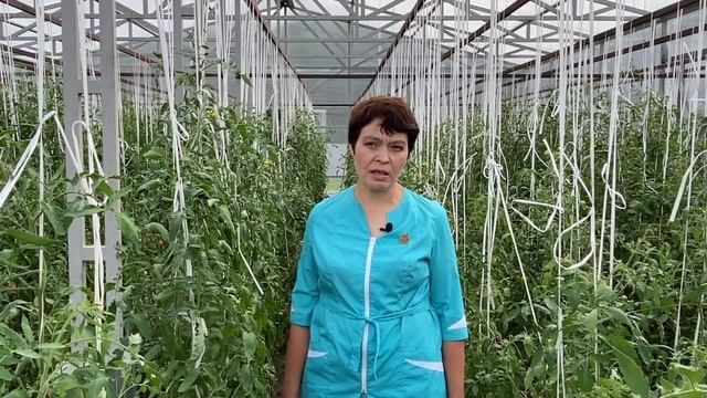 Томат Семейное счастье. Обзор сорта. Школа продвинутого садовода смотреть онлайн