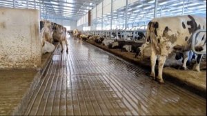 Сепараторы для навоза. Разделение на воза - сепарация на ферме КРС.