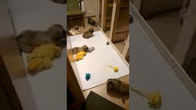 Щенки тибетского спаниеля САДКО САМОЦВЕТЫ смотреть онлайн