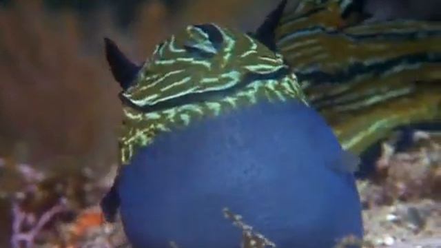 Коралловый риф смотреть онлайн