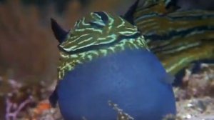 Коралловый риф