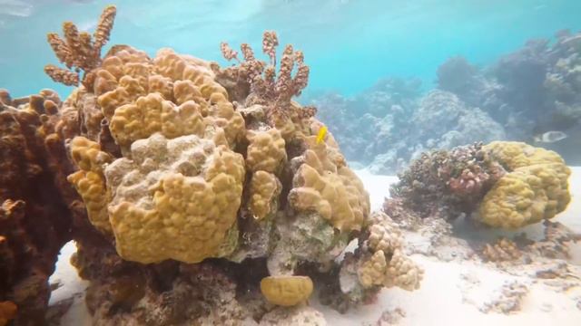 Coco Beach Snorkeling | Moorea