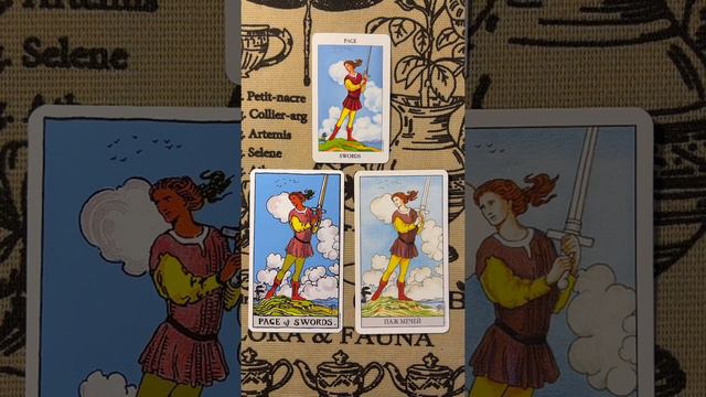 Значение карты Паж Мечей по Уэйту. Описание карты в классическом Таро Райдер Уэйт Смит смотреть онлайн