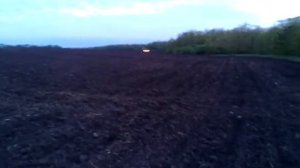 боронование после посева подсолнуха